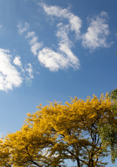 Fototapeta na wymiar View of yellow tree tops and blue sky with clouds
