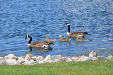 family of geese