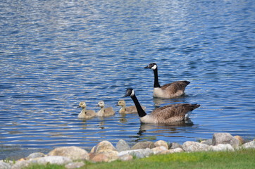 canada goose family