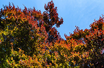 View upwards of tree tops with red and yellow leaves