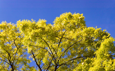 Fototapeta premium Tree with yellow leaves and blue sky background