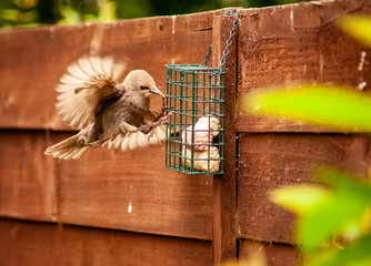 Starlings in an English garden