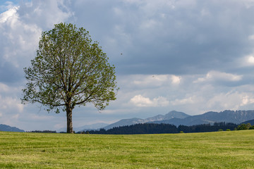 A lone tree on a hill in front of a cloudy sky. The Wetterstein mountain in the back. A typical Bavarian scene.