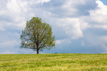 Fototapeta premium A lone tree on a hill in front of a cloudy sky. The Wetterstein mountain in the back. A typical Bavarian scene.