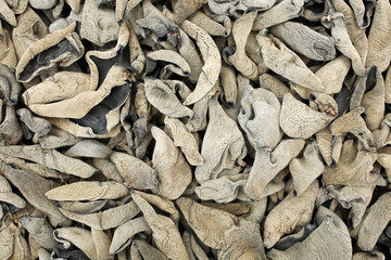 black fungus background