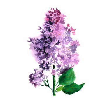 Watercolor lilac isolated on white background. Illustration of beautiful purple spring flowers.
