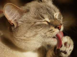 Siamese cat carefully preens itself