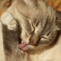 Siamese cat carefully preens itself