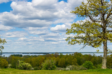 landscape with trees