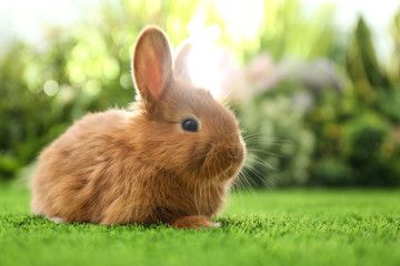 Adorable fluffy bunny on green grass against blurred background, space for text. Easter symbol
