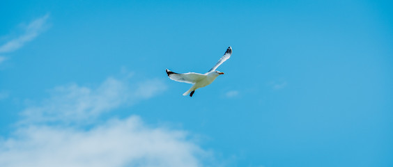 
seagull in flight and with blue sky as background