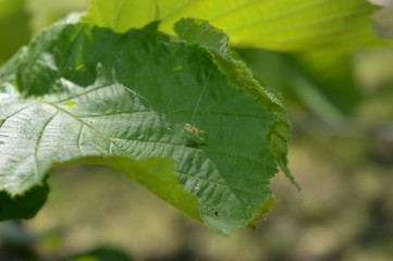 a small spider on a green leaf