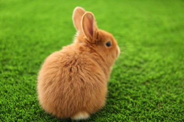 Adorable fluffy bunny on green grass, closeup. Easter symbol