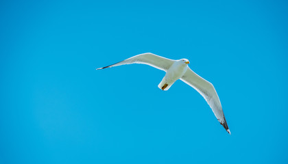 
seagull in flight and with blue sky as background