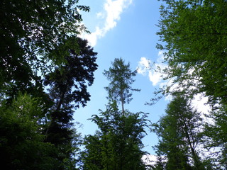 Sky and trees