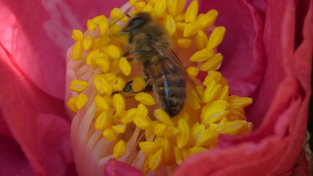 Honey Bee Polinating Flower Close Up Slow Motion
