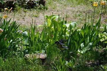 a small bird in flight