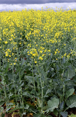 rapeseed bloom detail, plant for green energy and oil industry, rapeseed against a blue sky