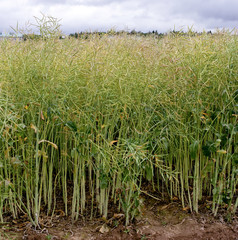rapeseed bloom detail, plant for green energy and oil industry, rapeseed against a blue sky