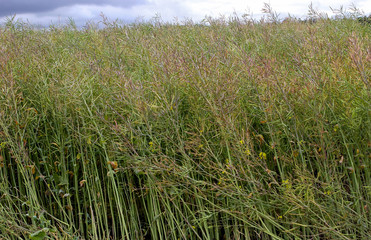 rapeseed bloom detail, plant for green energy and oil industry, rapeseed against a blue sky