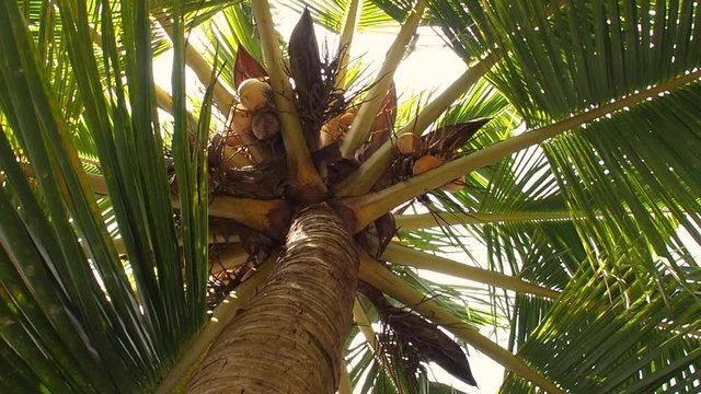Coconut palm and its fruits seen from below