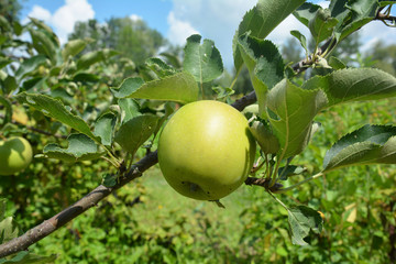 A close-up on a green unripe, pest-free apple on the branch of a tree in an orchard in summer.