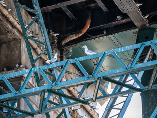 Kittiwake sitting on Tyne Bridge, Newcastle upon Tyne