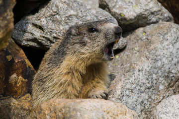 Marmotta - Alpi  piemontesi - richiamo