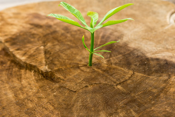 New Life with seedling growing sprout of old wood.Ecology concept.Hope for growth from being destroyed.