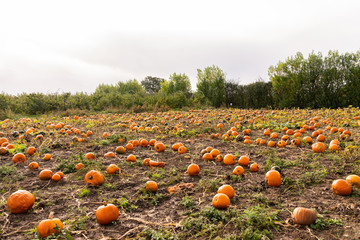 Pumpking field in Sittingbourne Kent