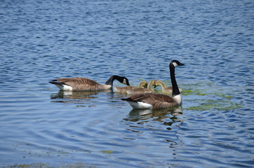 Fototapeta premium canada goose swimming