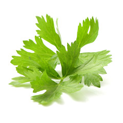 Obraz premium Celery isolated on white background