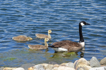 canada goose swimming