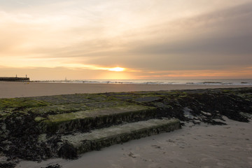 Mossy breakwater dam at low tide in Blankenberge at sunset