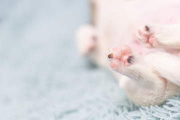 Paws of a puppy close-up. Newborn puppy sleeps on his back on a gently blue background. New life. Light blue baby blanket. Sweet sleep. Small paws and ponytail. Place for text.