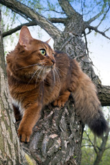 Naklejka na ściany i meble fluffy red cat (breed Somali) in the park, sitting in a fork in a tree