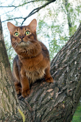 fluffy red cat (breed Somali) in the park, sitting in a fork in a tree