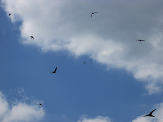 Flying swifts black birds in the sky.