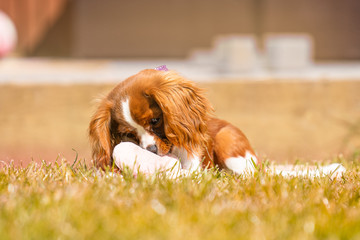 King Charles Spaniel Puppy playing with her toy in the garden