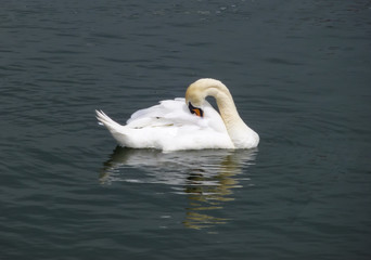 Swan in water with reflection