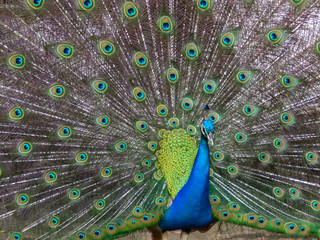 Naklejka premium Peacock close up with feathers and eyes