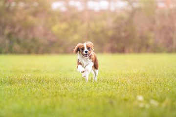 King Charles Spaniel Puppy Running enjoying the her exercise