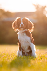 King Charles Spaniel Puppy sitting and posing with Sun setting haze