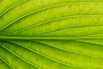 Close-up green leaf. Natural background.