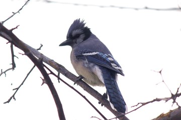 Blue Jay