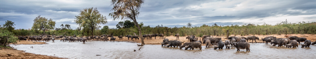 African buffalo herd drinking in lake in Kruger National park, South Africa ; Specie Syncerus caffer family of Bovidae - obrazy, fototapety, plakaty