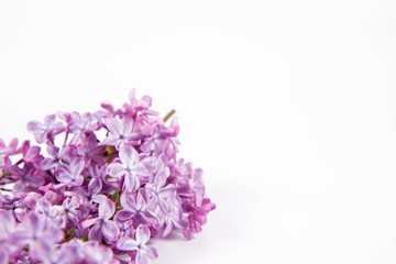 Lilac branch with flowers and leaves on a white background with text space