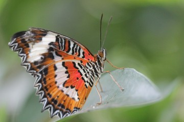 Orange butterfly
