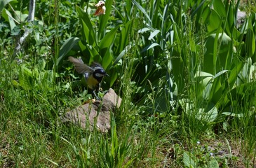 small bird landing on a stone