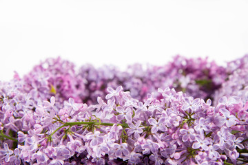 Garland of Lilac flowers on a white background with text space 